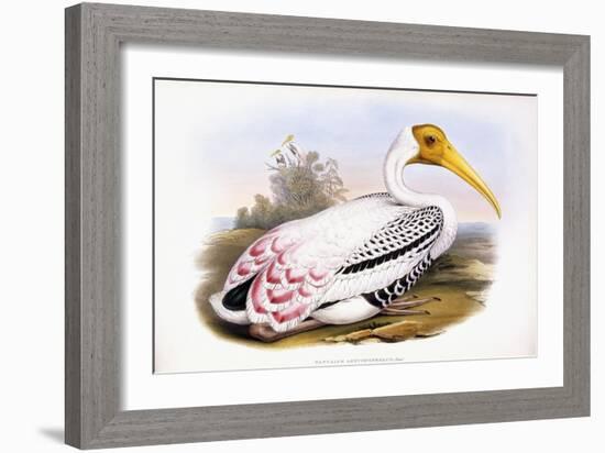 Painted Stork-John Gould-Framed Giclee Print