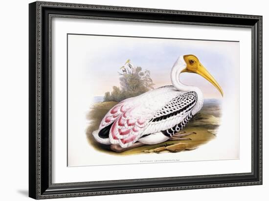 Painted Stork-John Gould-Framed Giclee Print