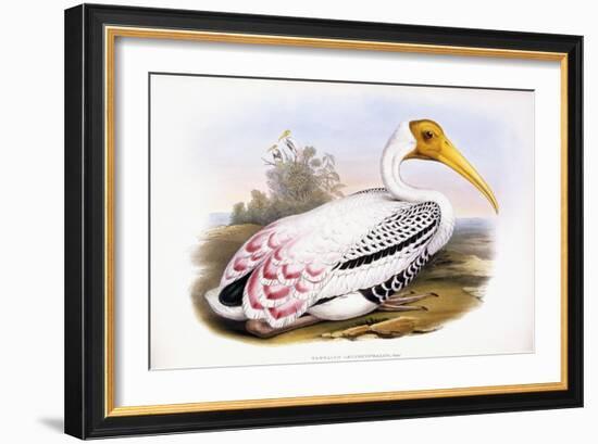 Painted Stork-John Gould-Framed Giclee Print