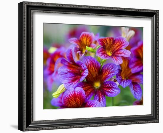 Painted Tongue Blooms, Sammamish, Washington, USA-Darrell Gulin-Framed Photographic Print