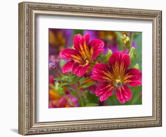 Painted Tongue Blooms, Sammamish, Washington, USA-Darrell Gulin-Framed Photographic Print