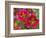 Painted Tongue Blooms, Sammamish, Washington, USA-Darrell Gulin-Framed Photographic Print