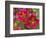 Painted Tongue Blooms, Sammamish, Washington, USA-Darrell Gulin-Framed Photographic Print