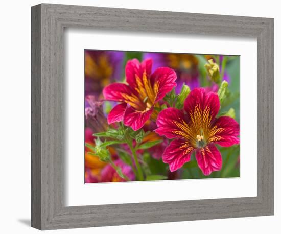 Painted Tongue Blooms, Sammamish, Washington, USA-Darrell Gulin-Framed Photographic Print