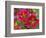 Painted Tongue Blooms, Sammamish, Washington, USA-Darrell Gulin-Framed Photographic Print