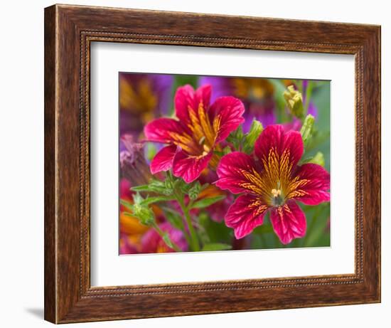 Painted Tongue Blooms, Sammamish, Washington, USA-Darrell Gulin-Framed Photographic Print