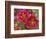 Painted Tongue Blooms, Sammamish, Washington, USA-Darrell Gulin-Framed Photographic Print