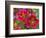 Painted Tongue Blooms, Sammamish, Washington, USA-Darrell Gulin-Framed Photographic Print