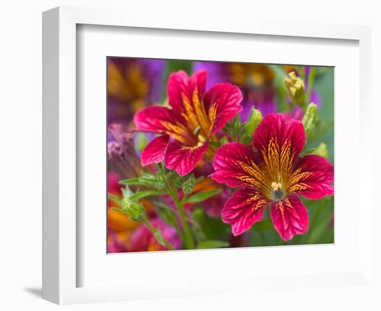 Painted Tongue Blooms, Sammamish, Washington, USA-Darrell Gulin-Framed Photographic Print