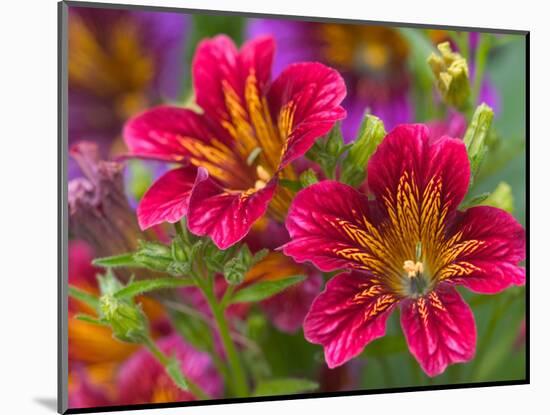 Painted Tongue Blooms, Sammamish, Washington, USA-Darrell Gulin-Mounted Photographic Print