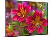 Painted Tongue Blooms, Sammamish, Washington, USA-Darrell Gulin-Mounted Photographic Print