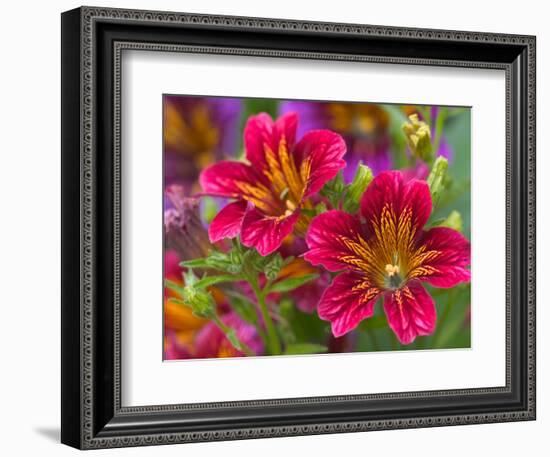 Painted Tongue Blooms, Sammamish, Washington, USA-Darrell Gulin-Framed Photographic Print