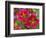 Painted Tongue Blooms, Sammamish, Washington, USA-Darrell Gulin-Framed Photographic Print