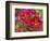 Painted Tongue Blooms, Sammamish, Washington, USA-Darrell Gulin-Framed Photographic Print