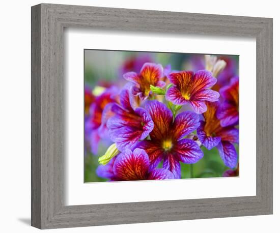 Painted Tongue Blooms, Sammamish, Washington, USA-Darrell Gulin-Framed Photographic Print