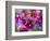 Painted Tongue Blooms, Sammamish, Washington, USA-Darrell Gulin-Framed Photographic Print