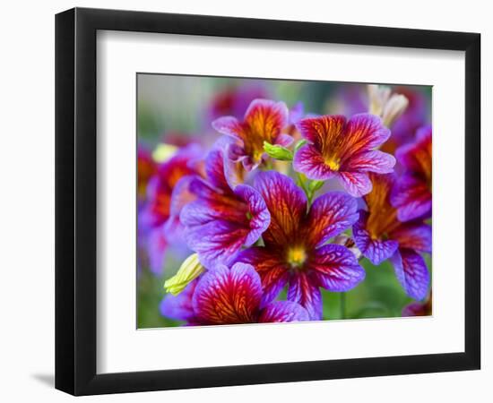 Painted Tongue Blooms, Sammamish, Washington, USA-Darrell Gulin-Framed Photographic Print