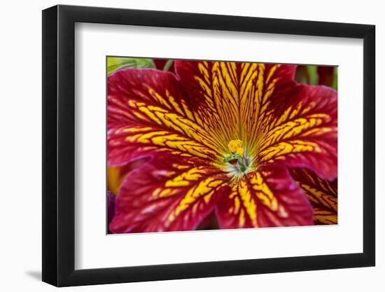 Painted tongue flower-Jim Engelbrecht-Framed Photographic Print