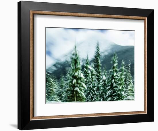 Painted Trees-Janet Slater-Framed Photographic Print