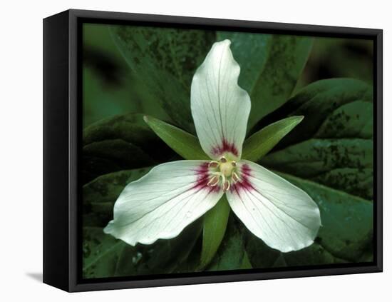 Painted Trillium, Port Huron, Michigan, USA-Claudia Adams-Framed Premier Image Canvas