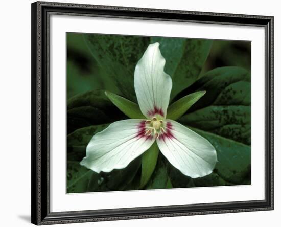 Painted Trillium, Port Huron, Michigan, USA-Claudia Adams-Framed Photographic Print