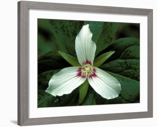 Painted Trillium, Port Huron, Michigan, USA-Claudia Adams-Framed Photographic Print