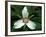 Painted Trillium, Port Huron, Michigan, USA-Claudia Adams-Framed Photographic Print