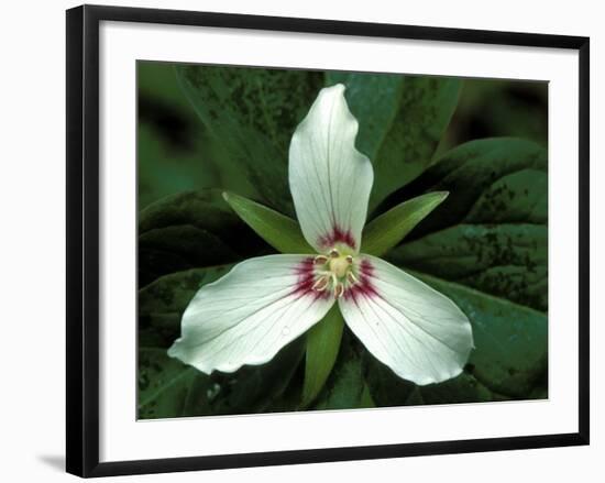 Painted Trillium, Port Huron, Michigan, USA-Claudia Adams-Framed Photographic Print