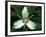 Painted Trillium, Port Huron, Michigan, USA-Claudia Adams-Framed Photographic Print