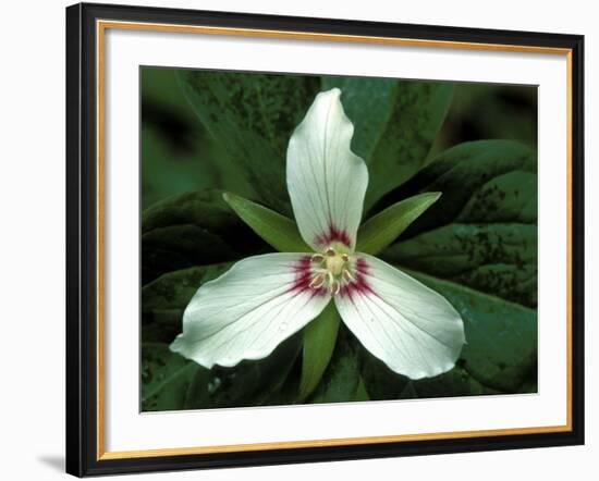 Painted Trillium, Port Huron, Michigan, USA-Claudia Adams-Framed Photographic Print