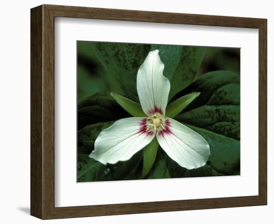 Painted Trillium, Port Huron, Michigan, USA-Claudia Adams-Framed Photographic Print