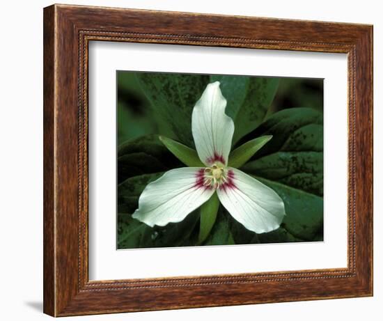 Painted Trillium, Port Huron, Michigan, USA-Claudia Adams-Framed Photographic Print