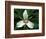 Painted Trillium, Port Huron, Michigan, USA-Claudia Adams-Framed Photographic Print