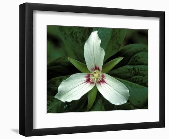 Painted Trillium, Port Huron, Michigan, USA-Claudia Adams-Framed Photographic Print