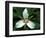 Painted Trillium, Port Huron, Michigan, USA-Claudia Adams-Framed Photographic Print