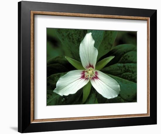 Painted Trillium, Port Huron, Michigan, USA-Claudia Adams-Framed Photographic Print