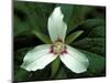 Painted Trillium, Port Huron, Michigan, USA-Claudia Adams-Mounted Photographic Print