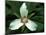 Painted Trillium, Port Huron, Michigan, USA-Claudia Adams-Mounted Photographic Print