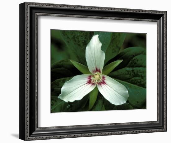 Painted Trillium, Port Huron, Michigan, USA-Claudia Adams-Framed Photographic Print