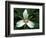 Painted Trillium, Port Huron, Michigan, USA-Claudia Adams-Framed Photographic Print