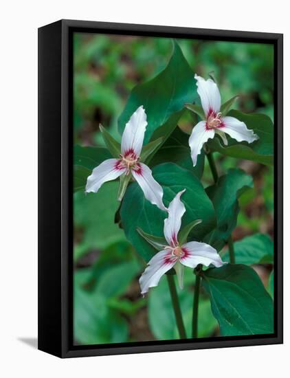 Painted Trillium, Waterville Valley, White Mountain National Forest, New Hampshire, USA-Jerry & Marcy Monkman-Framed Premier Image Canvas