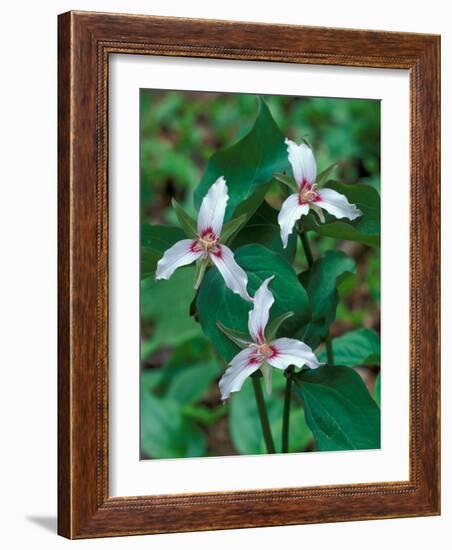 Painted Trillium, Waterville Valley, White Mountain National Forest, New Hampshire, USA-Jerry & Marcy Monkman-Framed Photographic Print