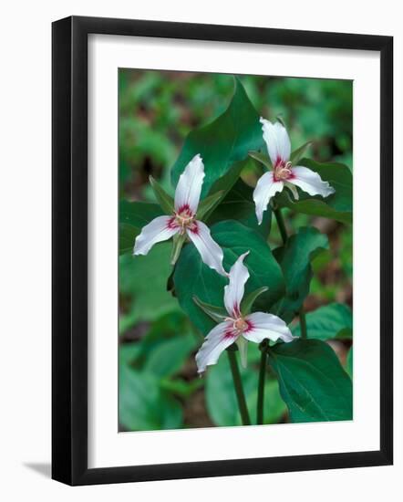 Painted Trillium, Waterville Valley, White Mountain National Forest, New Hampshire, USA-Jerry & Marcy Monkman-Framed Photographic Print