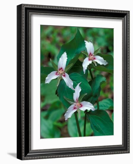 Painted Trillium, Waterville Valley, White Mountain National Forest, New Hampshire, USA-Jerry & Marcy Monkman-Framed Photographic Print