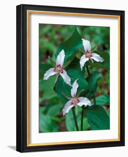 Painted Trillium, Waterville Valley, White Mountain National Forest, New Hampshire, USA-Jerry & Marcy Monkman-Framed Photographic Print