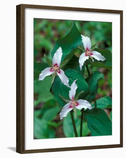 Painted Trillium, Waterville Valley, White Mountain National Forest, New Hampshire, USA-Jerry & Marcy Monkman-Framed Photographic Print