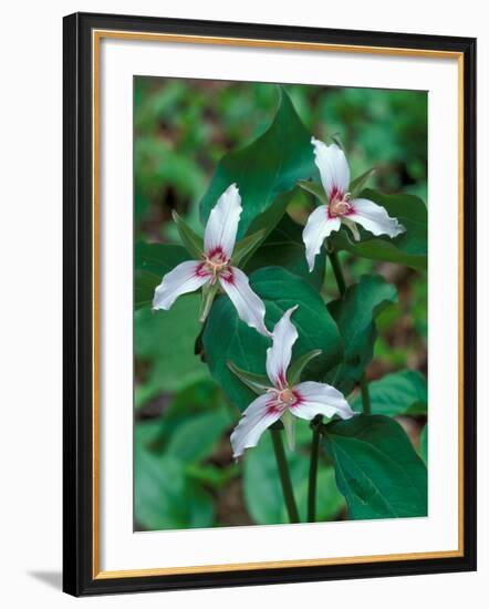 Painted Trillium, Waterville Valley, White Mountain National Forest, New Hampshire, USA-Jerry & Marcy Monkman-Framed Photographic Print