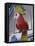 Painted Tropical Bird, St. Martin, Caribbean-Walter Bibikow-Framed Premier Image Canvas