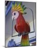Painted Tropical Bird, St. Martin, Caribbean-Walter Bibikow-Mounted Photographic Print