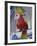 Painted Tropical Bird, St. Martin, Caribbean-Walter Bibikow-Framed Photographic Print